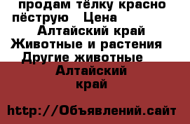 продам тёлку красно-пёструю › Цена ­ 16 000 - Алтайский край Животные и растения » Другие животные   . Алтайский край